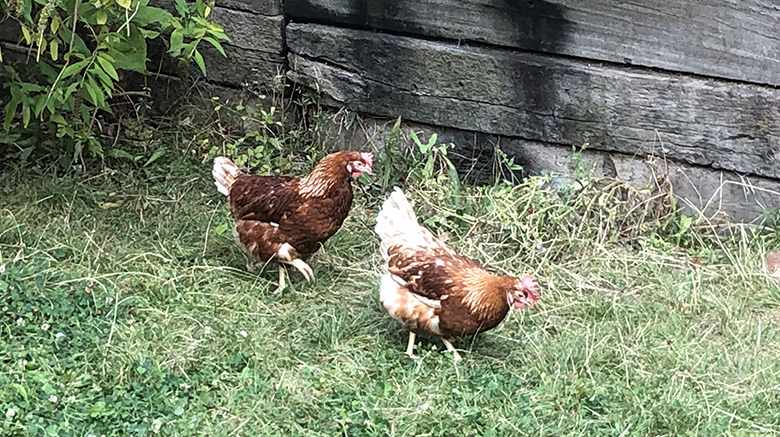 Participez au choix du nom des poules!