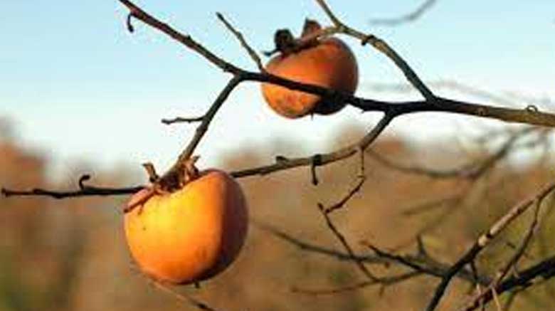 8ème dimanche du T.O – C : Chaque arbre se reconnaît à son fruit