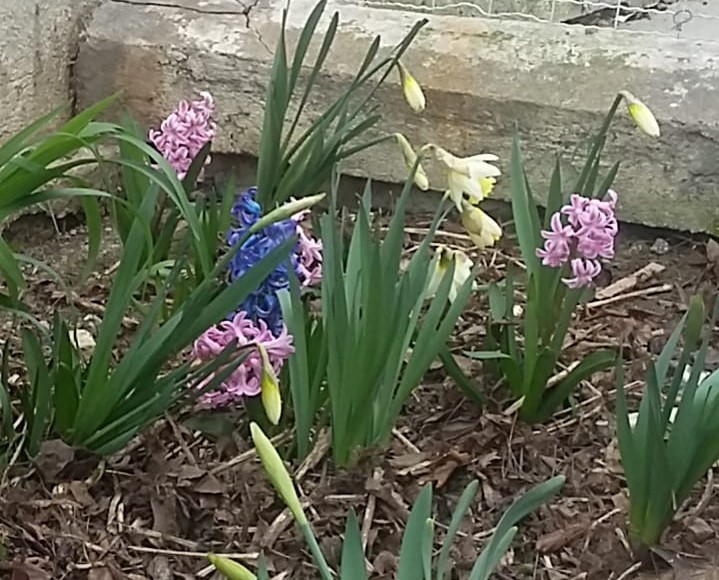 Dimanche fraternel du 20 mars: ensemble, fêtons le printemps au jardin!